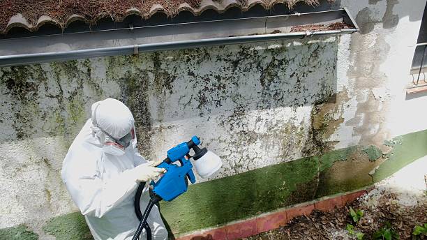 Trusted Black Mold Removal service in Branchville, VA - Cheap Mold Removal